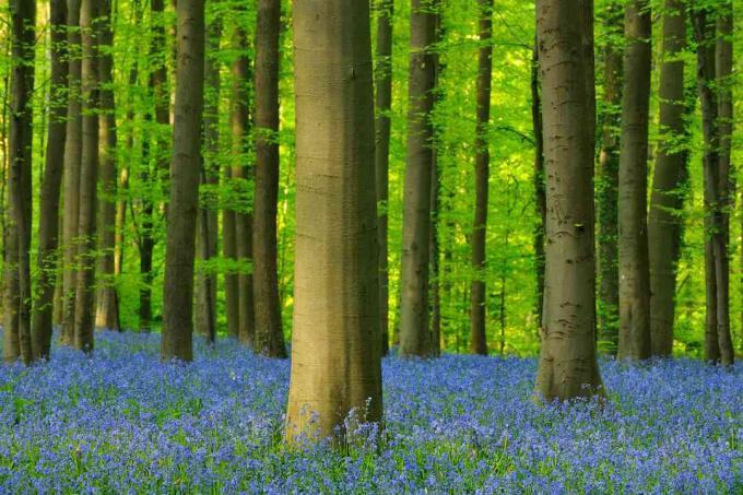 Das Waldbiom umfasst gemäßigte Wälder, tropische Wälder und boreale Wälder. Der hier abgebildete Buchenwald befindet sich in Belgien.