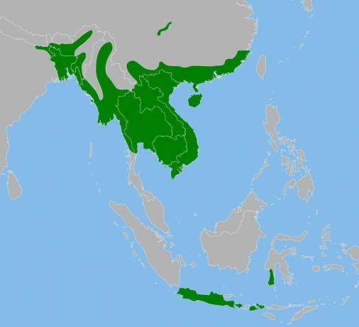 Burmesische Pythonreihe in Asien.
