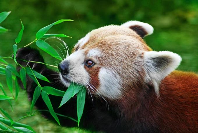 Der rote Panda kann seine Wachstunden damit verbringen, Bambus zu essen.