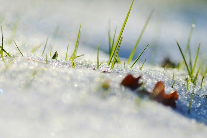 Gras sticht durch eine verschneite Oberfläche