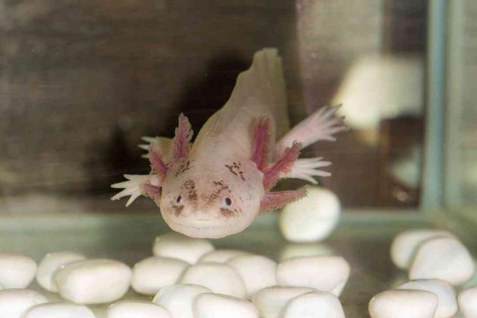 Ein Axolotl frisst alles, was klein genug ist, um in seinen Mund zu passen.