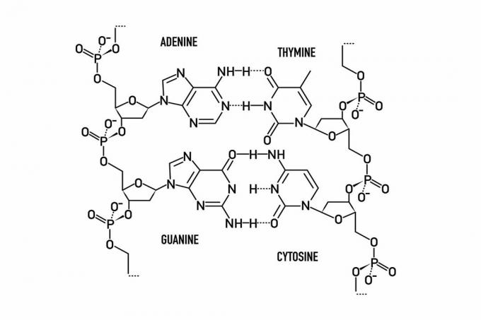 Basenpaarungen in DNA