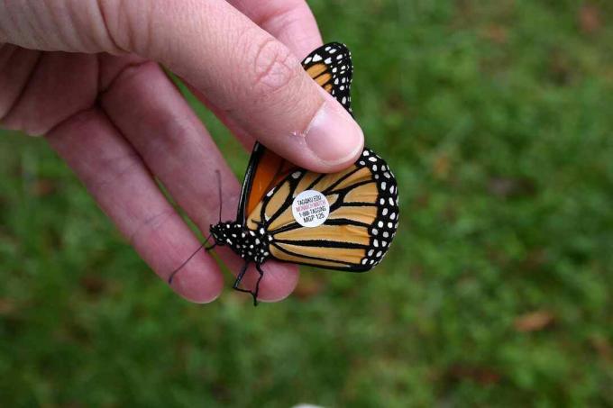 Freiwillige markieren Monarchen, damit Wissenschaftler ihre Migrationswege abbilden können.