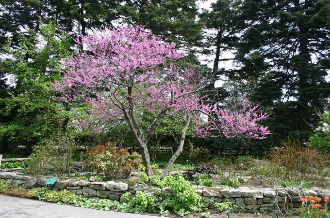 Östlicher Redbud in einem Garten.