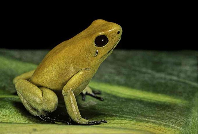 Der goldene Giftfrosch (Phyllobates terribilis) ist der giftigste Pfeilgiftfrosch.