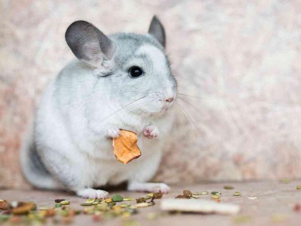 inländische Chinchilla, die Nahrung mit Armen hält