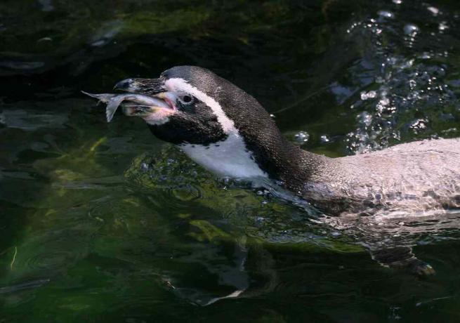 Pinguin, der Fisch isst.