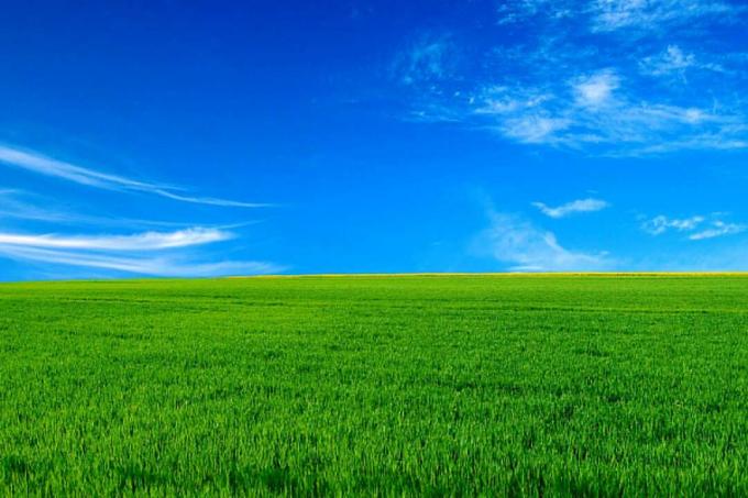 Grüne Weide vor strahlend blauem Himmel