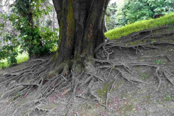 Die Wurzeln eines Hackberry-Baumes.