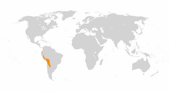 Lamas und Alpakas resultierten aus der Domestizierung von Guanacos und Vicunjas in den Anden.