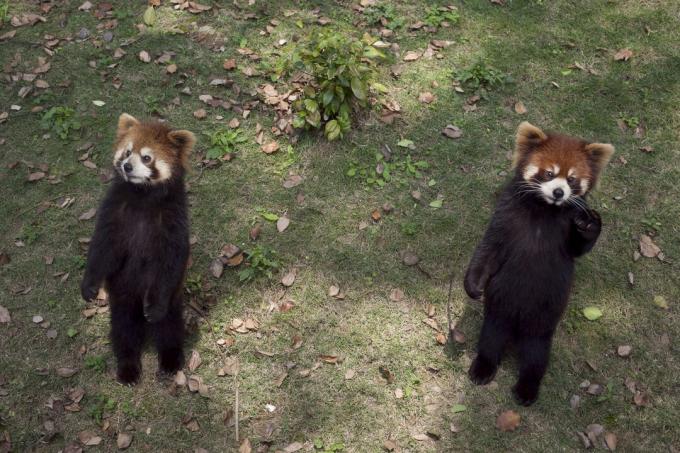 Ein roter Panda, der auf seinen Hinterbeinen steht und seine Krallen ausstreckt, mag süß aussehen, aber es ist tatsächlich ein Bedrohungsverhalten.