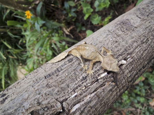 Satanischer Blattschwanzgecko (Uroplatus phantasticus) im Ranomafana-Regenwald im Osten Madagaskars. Rote Augen und Hörner über den Augen bringen dieser höchst getarnten Eidechse ihren teuflischen Namen ein