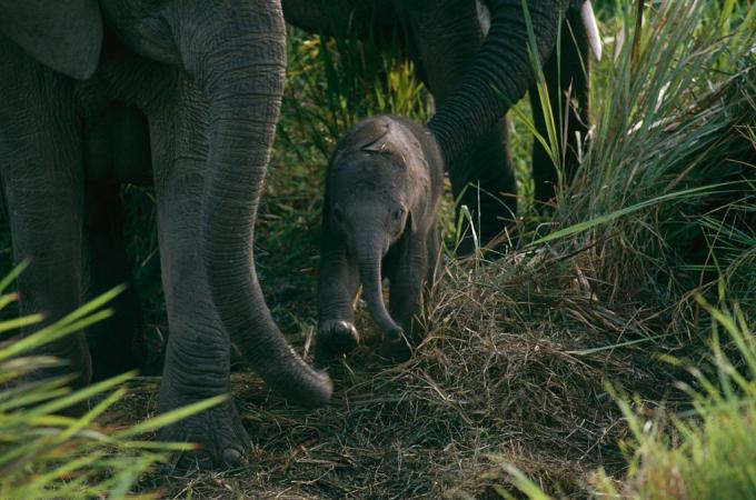 Baby Elefant im Virunga Nationalpark