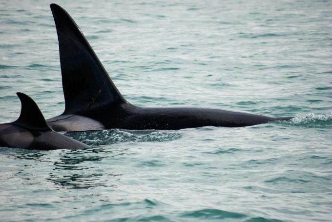 Männliche und weibliche Orcas