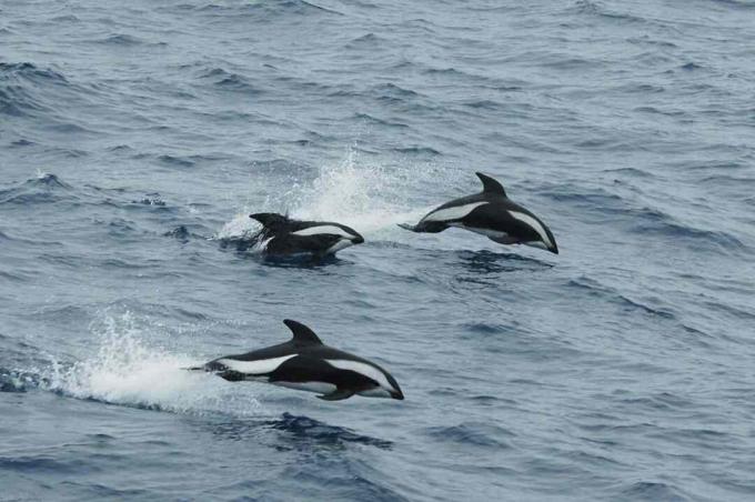 Sanduhr-Delfine in der Drake-Passage