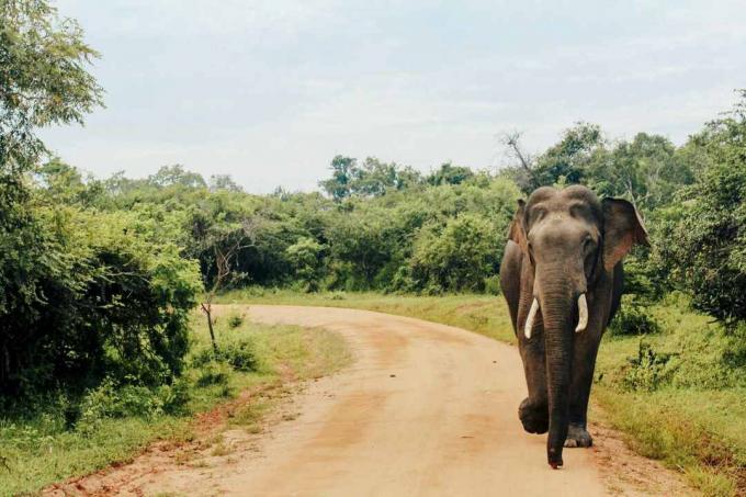 Asiatischer Elefant im Yala-Nationalpark