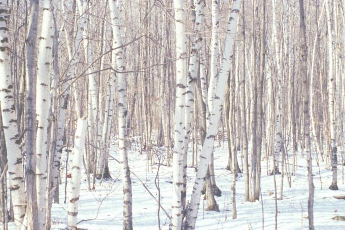 Hain von Birken und Schnee