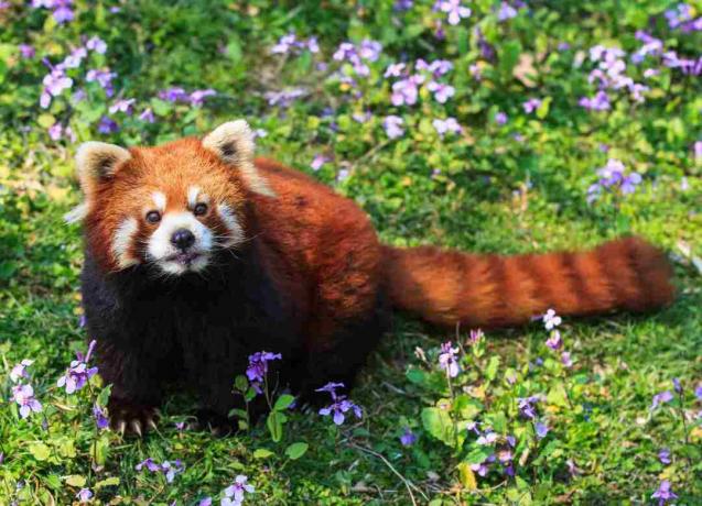 Ein roter Panda hat rötliches Fell, ein maskiertes Gesicht und einen gebänderten Schwanz.
