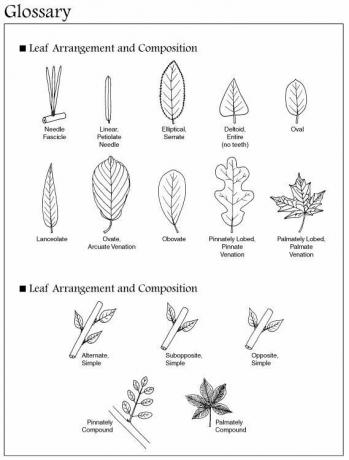 Blatt- und Zweigarrangements