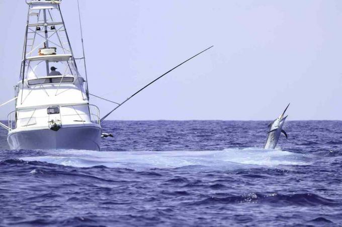 Charter Fischerboot kämpft gegen einen blauen Marlin