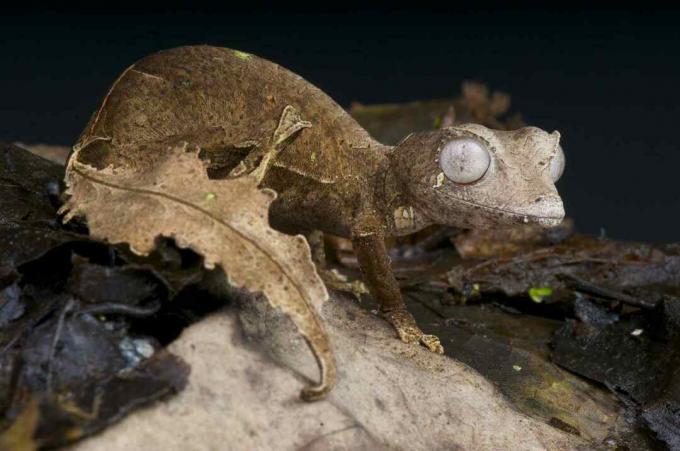 Der satanische Blattschwanzgecko ist eine spektakuläre, getarnte Eidechsenart, die in den letzten verbliebenen Hochlandregenwäldern Madagaskars endemisch ist