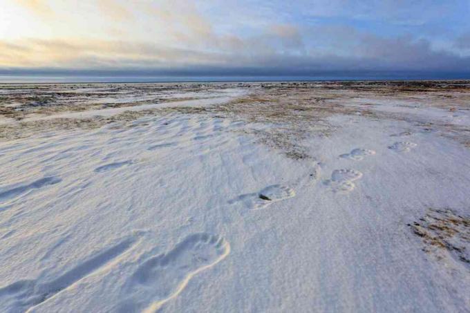 Eisbärenspuren in den schneebedeckten Innenräumen Kanadas und Alaskas, wo sich kontinentale Polarluft bildet