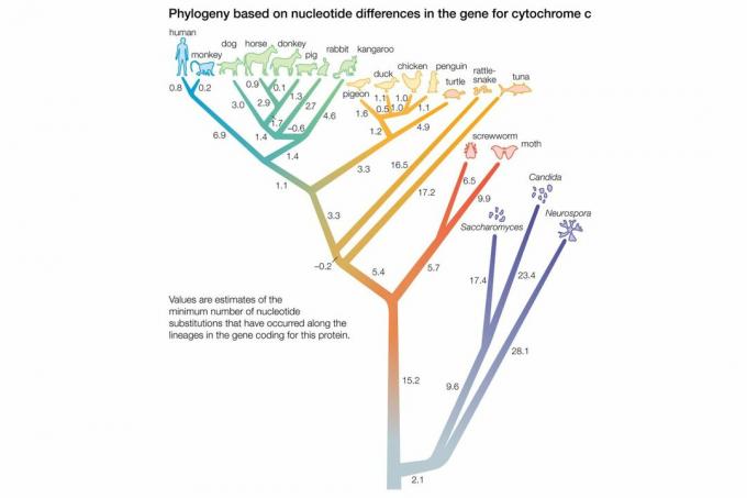 Phylogener Baum