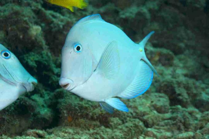 Atlantischer Blautang (Acanthurus coeruleus)