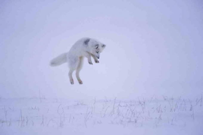 Wenn ein Polarfuchs ein Nagetier unter dem Schnee hört, springt er in die Luft, um sich lautlos von oben auf die Beute zu stürzen.