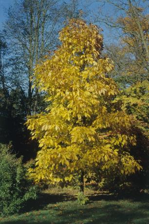 Shagbark Hickory Baum