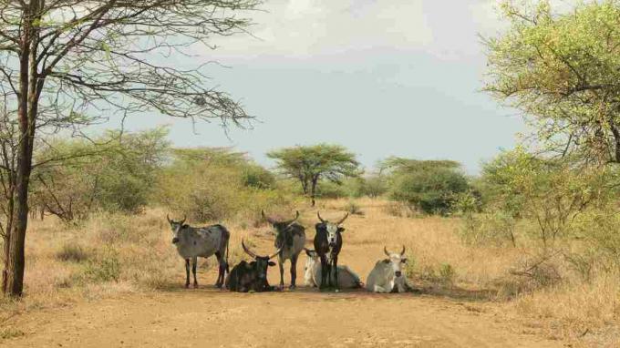 Zebu im Awash Park, Afar, Äthiopien