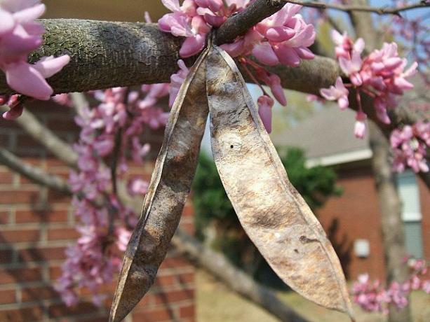 Redbud-Blumen und Restfrüchte