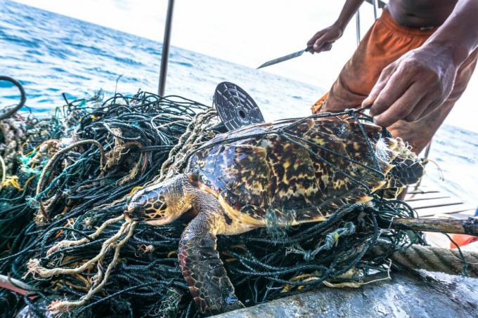 Mann mit Messer, der kritisch gefährdete Hawksbill-Meeresschildkröte rettet, verwirrte Ghost Net