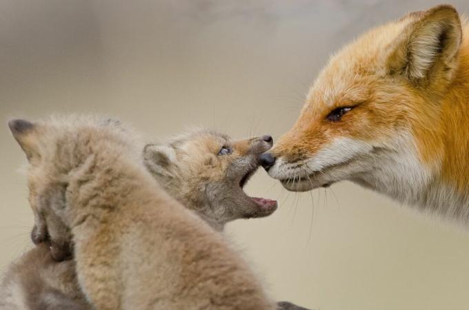 Fox-Kits sind flauschig und graubraun.