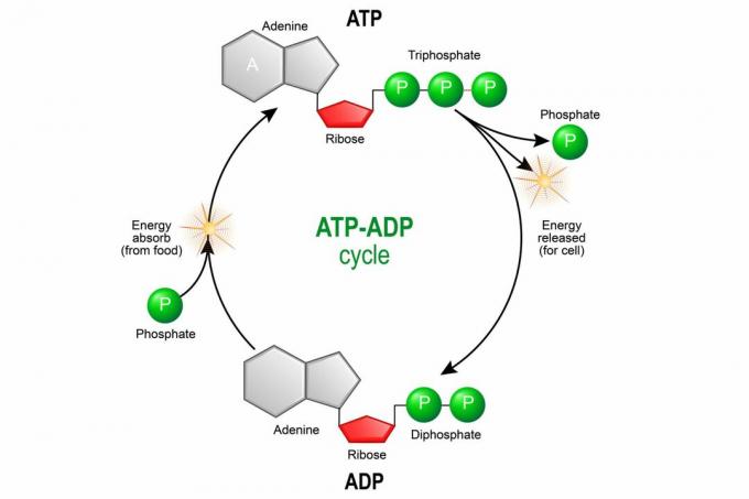 ATP ADP-Zyklus