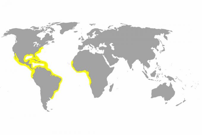 Verbreitungskarte der Zitronenhaie.