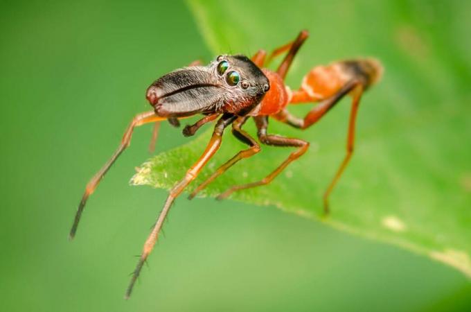 Durch den Abstand der Augen um den Kopf erhält diese Spinne eine hervorragende Sichtweite.