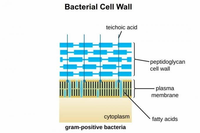 Grampositive Zellwand
