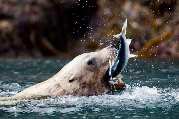 Seelöwe fängt Fisch