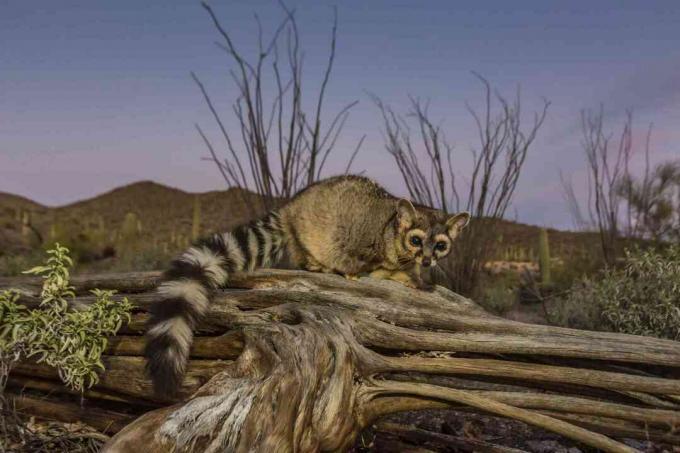 Gefangener Ringtail (Bassariscus astutus)