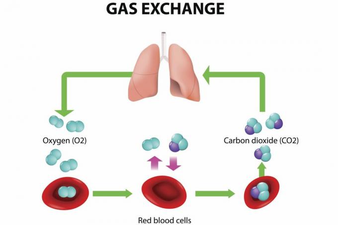 Gasaustausch in der Lunge