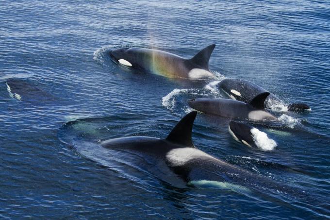 Gruppe von Orcas, Frederick Sound, Alaska, USA