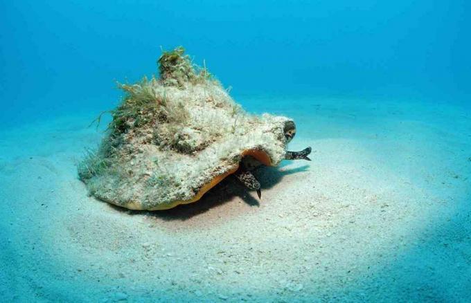 Muschelschale in den Bahamas