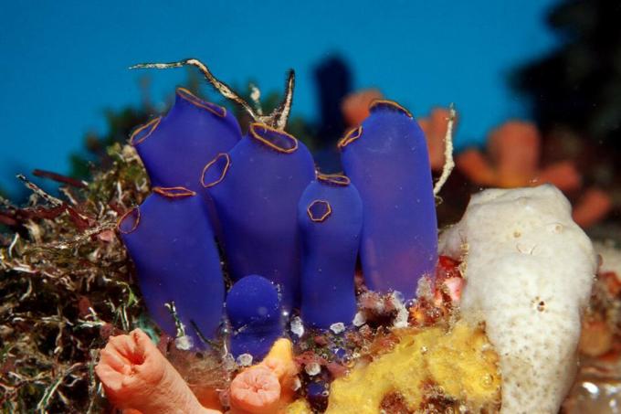 Sea Squirt Tunicates auf einem Korallenriff