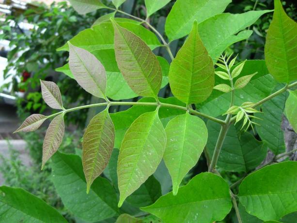 Fraxinus americana: Junge Blätter der weißen Esche