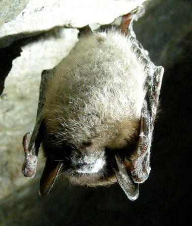 Kleine braune Fledermaus mit Weißnasen-Syndrom in Greeley Mine, Vermont, 26. März 2009.