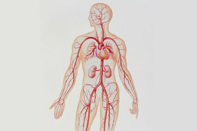 Arterielles System