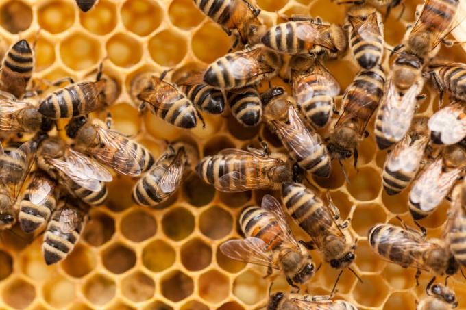 Nackte Maulwurfsratten und andere Maulwurfsratten bilden Kolonien, ähnlich wie Bienen und Ameisen.