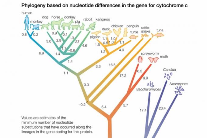 Phylogene Baumnahaufnahme