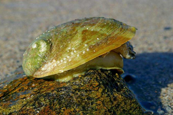 Grüne Abalone auf Felsen